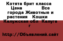 Котята брит класса › Цена ­ 20 000 - Все города Животные и растения » Кошки   . Калужская обл.,Калуга г.